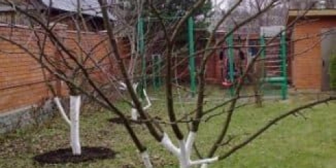 Kako orezati stablo jabuke u jesen i kako pravilno orezati, shema rezidbe